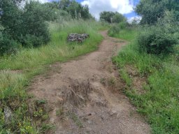 Flora del Cerro Masatrigo